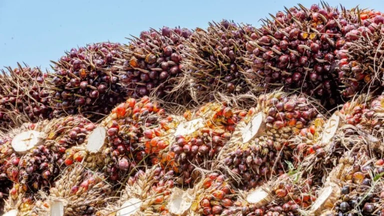 3 Kluster Terdakwa Kasus CPO Hadapi Ragam Tuntutan JPU
