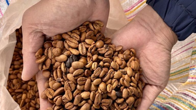 Balada Kopi Gayo: Bangkit dari Bencana dan Berjuang Melawan Krisis Iklim