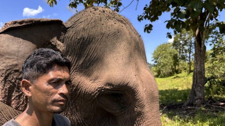 Dampak Bencana Sungai Peusangan: Ekosistem Gajah Sumatera Terancam