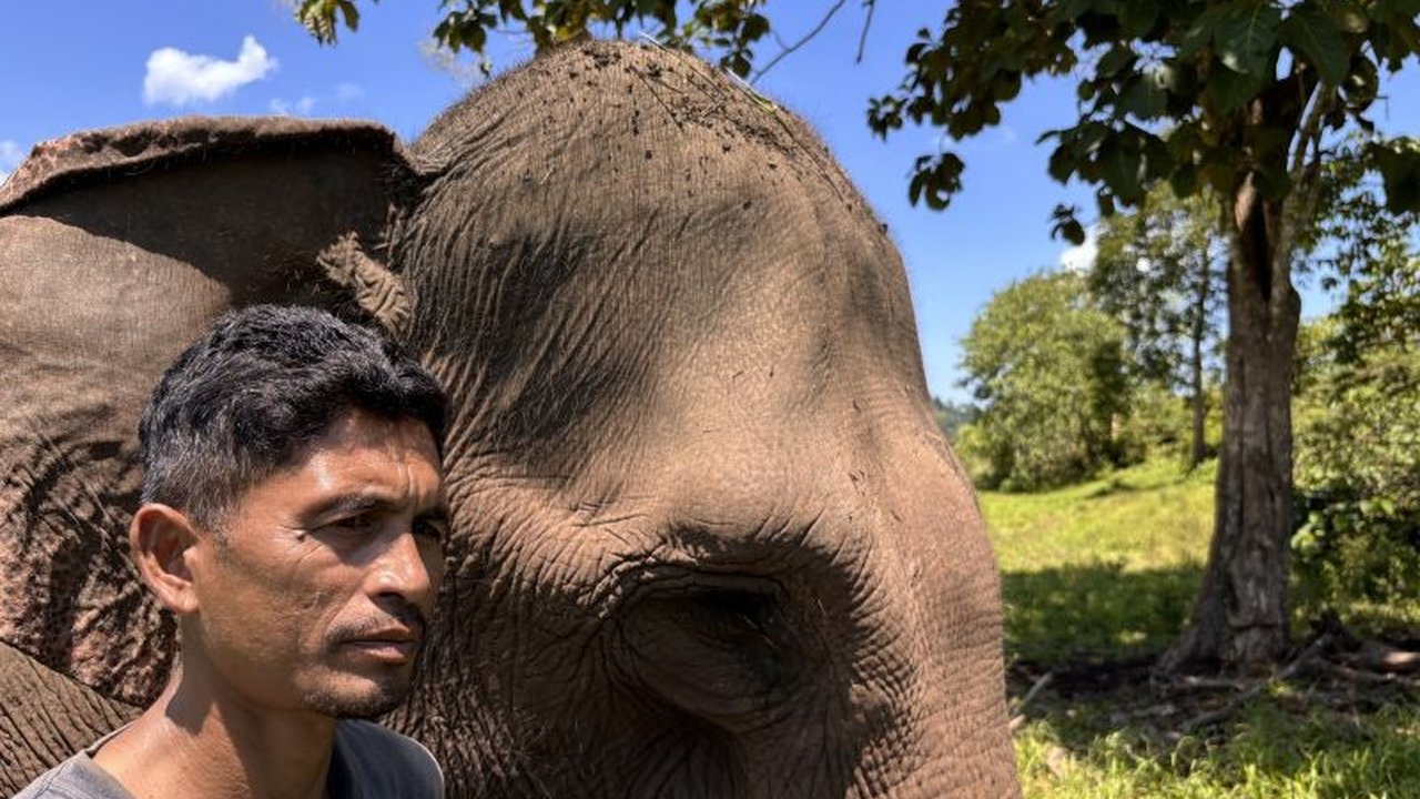 Dampak Bencana Sungai Peusangan: Ekosistem Gajah Sumatera Terancam