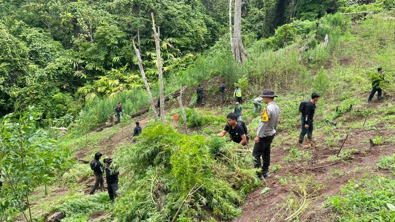 Detik-Detik Menegangkan Polisi Dikepung 50 Warga saat Gerebek Tiga Hektare Ladang Ganja di Perbukitan Empat Lawang