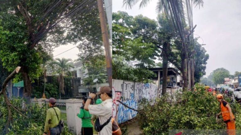 Pemangkasan Pohon Rawan Tumbang Jaktim, Upaya Pemkot Jaga Keamanan Pengguna Jalan