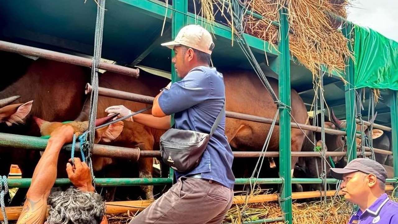 Pemprov NTB Mendesak Penambahan Kapal Angkut Ternak Kurban Jelang Idul Adha 1447 H