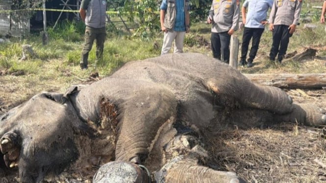 Penampakan Anak Gajah Mati di TN Tesso Nilo, Polisi Turun Tangan Usut Penyebabnya