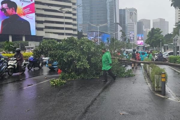 Pohon Tumbang di Jalan Sudirman, Lalin Arah Bundaran HI Hanya Satu Jalur