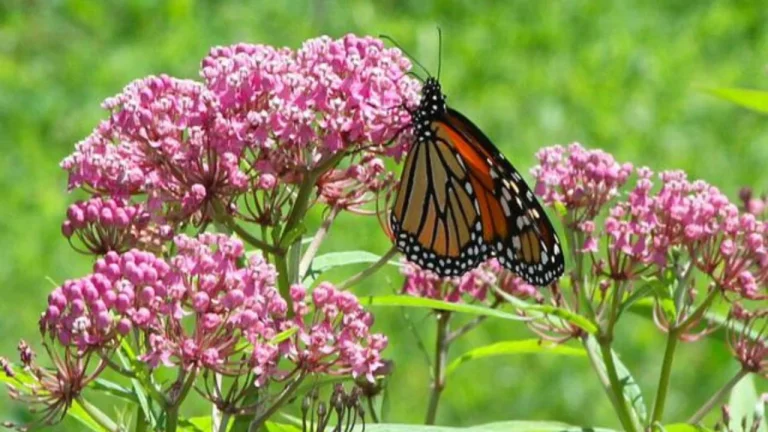 Daftar Tanaman Bisa Bikin Kupu-Kupu Datang ke Halaman Rumah Anda, Bikin Makin Indah