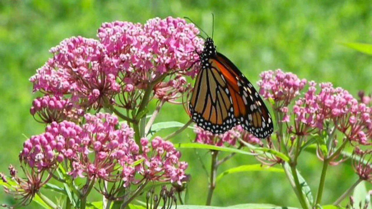 Daftar Tanaman Bisa Bikin Kupu-Kupu Datang ke Halaman Rumah Anda, Bikin Makin Indah