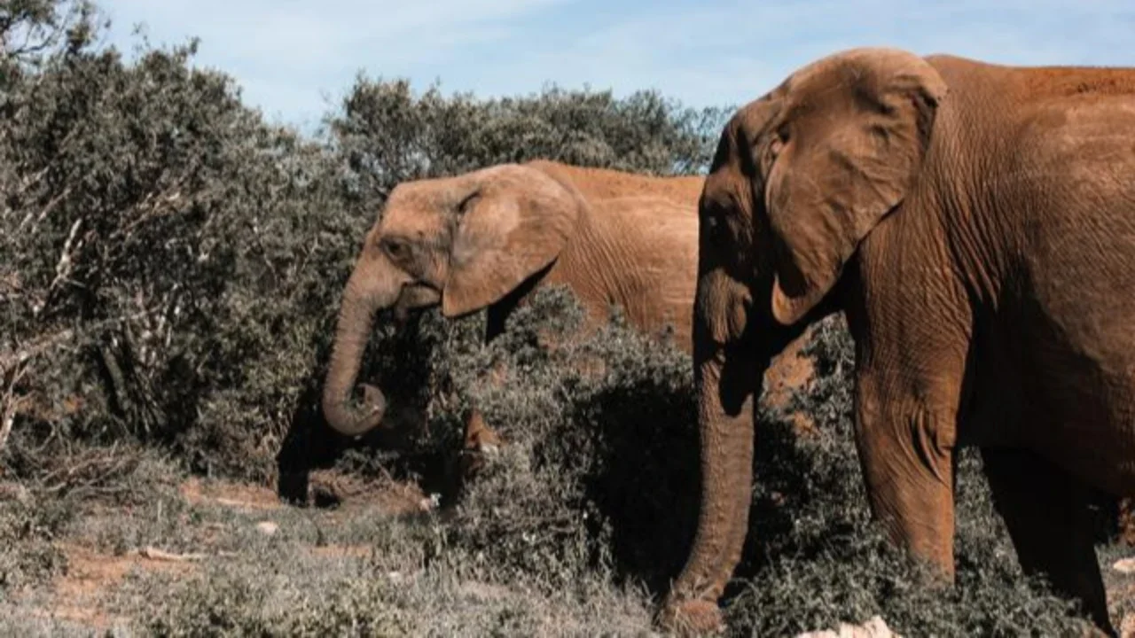 Kemenhut Buka Suara Soal Induk Gajah dan Anaknya Terjebak Lumpur di Perkebunan Sawit