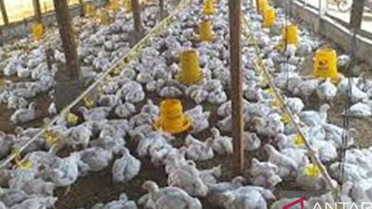 Ketersediaan Hewan Ternak Kalbar Jelang Lebaran Dipastikan Aman, Kecuali Daging Sapi