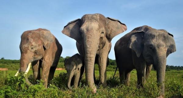 Pemerintah bakal Bangun Pagar 138 Km di Way Kambas, Akhiri Konflik Gajah dan Manusia