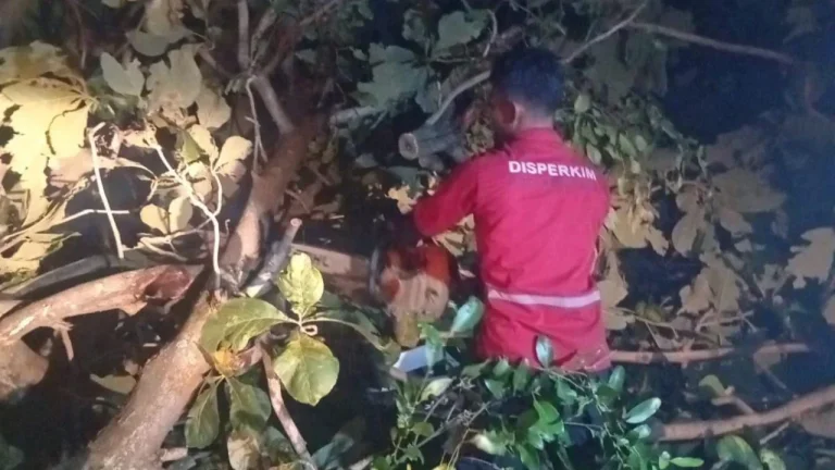 Pemkot Semarang Tangani Dampak Hujan Disertai Angin Kencang, Dalam Semalam 86 Pohon Tumbang Dievakuasi