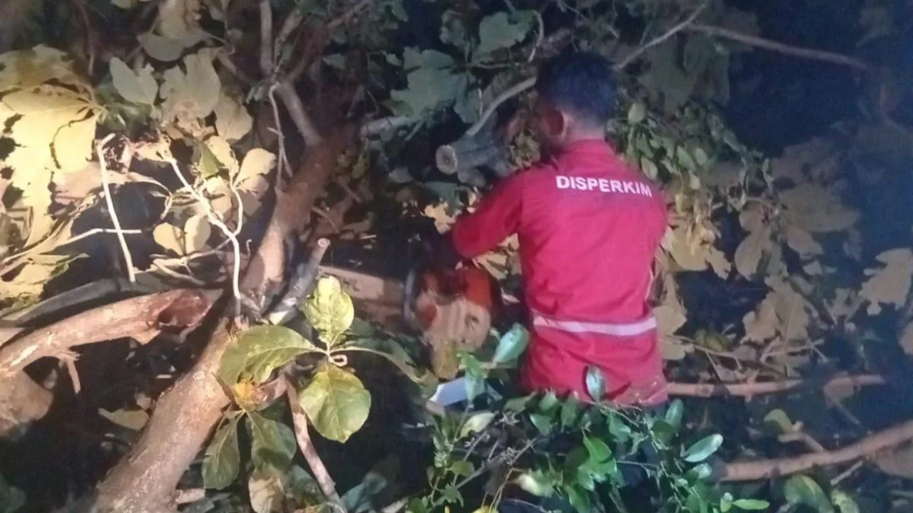 Pemkot Semarang Tangani Dampak Hujan Disertai Angin Kencang, Dalam Semalam 86 Pohon Tumbang Dievakuasi