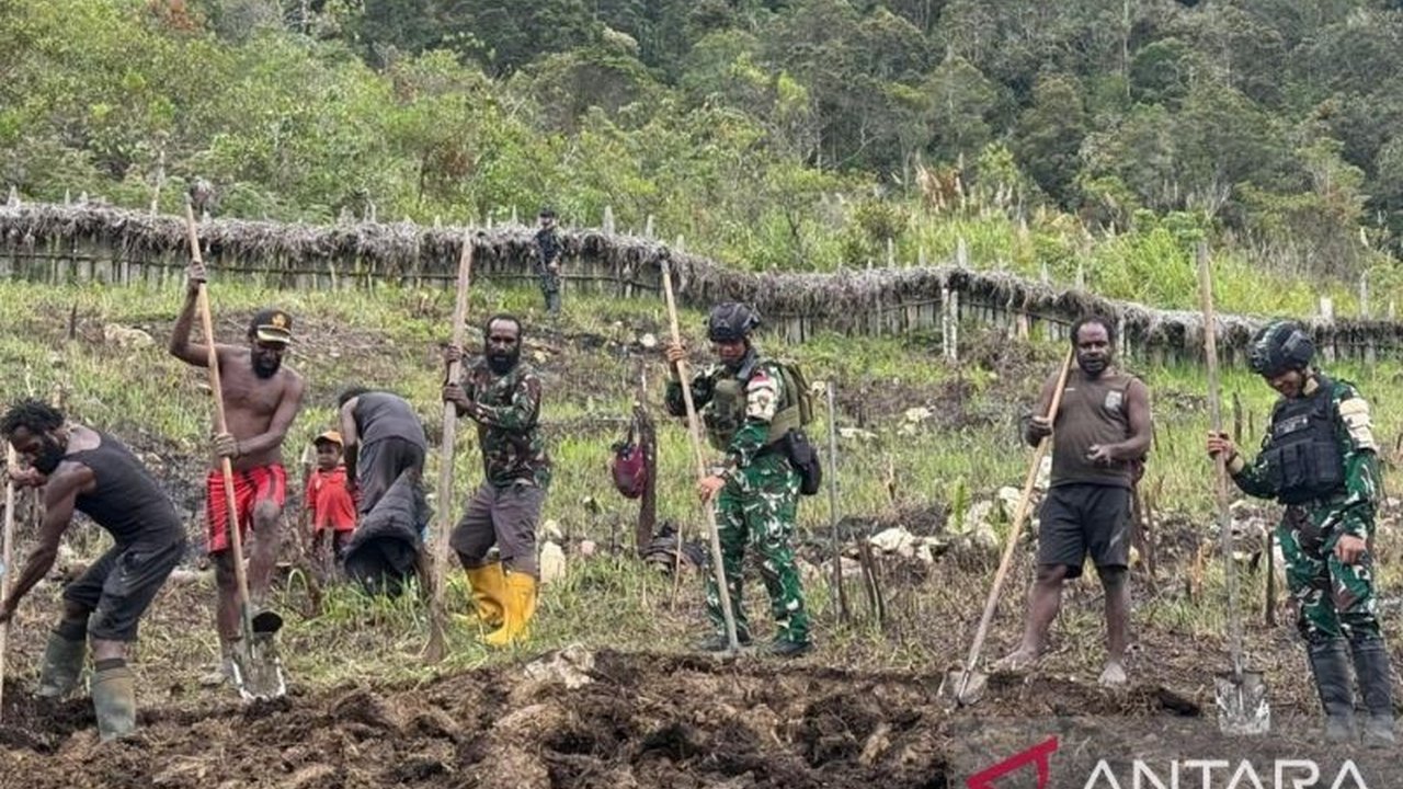 Satgas Yonif 511/DY Perkuat Ketahanan Pangan Lanny Jaya Melalui Pertanian Produktif